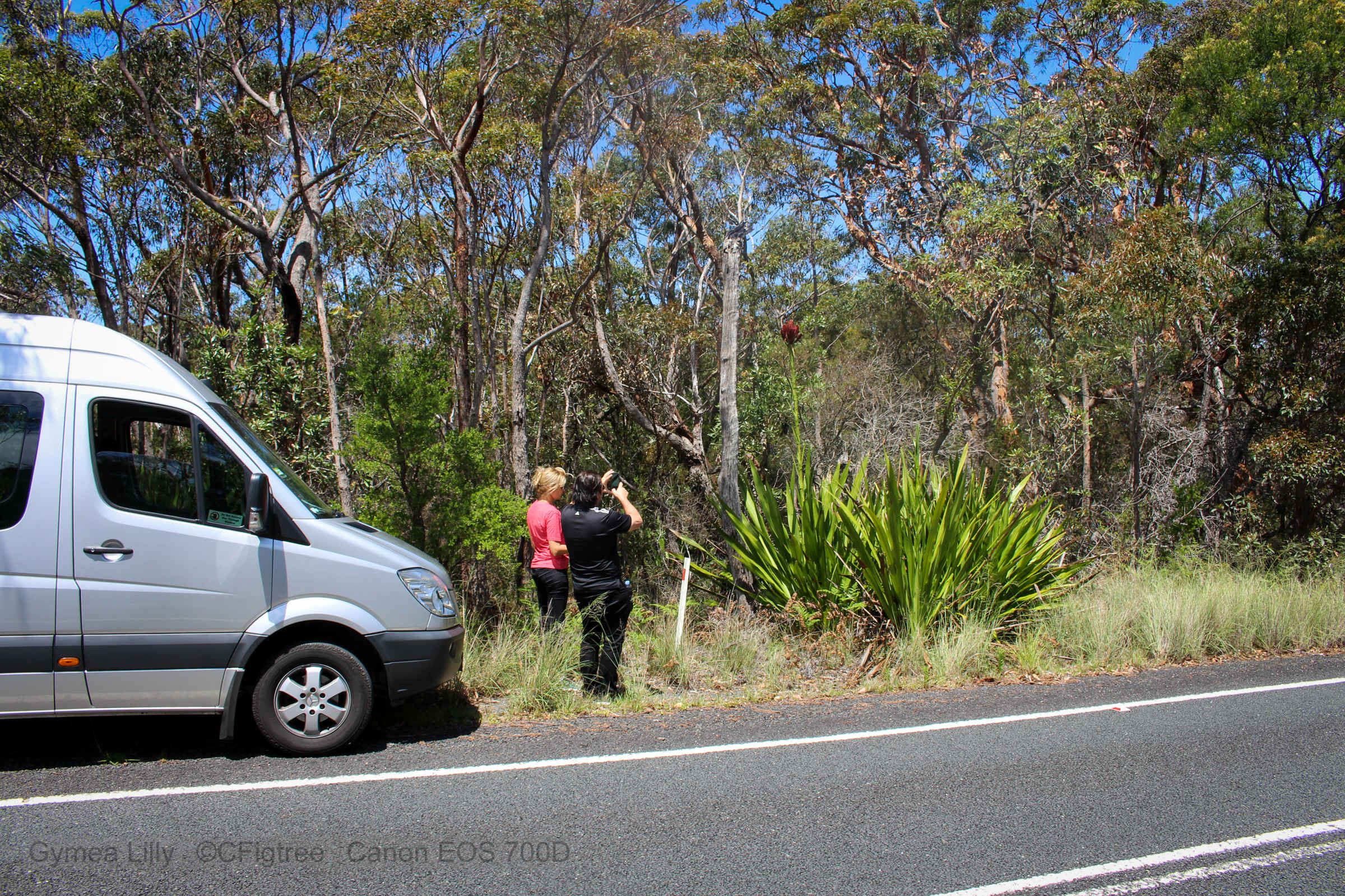 Royal National Park, Grand Pacific Drive, and Beaches