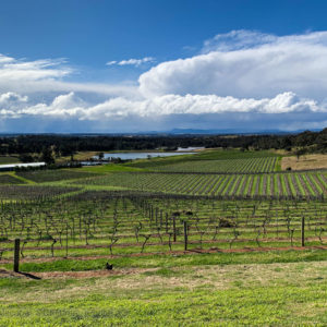 Hunter Valley Tours image of the vineyards