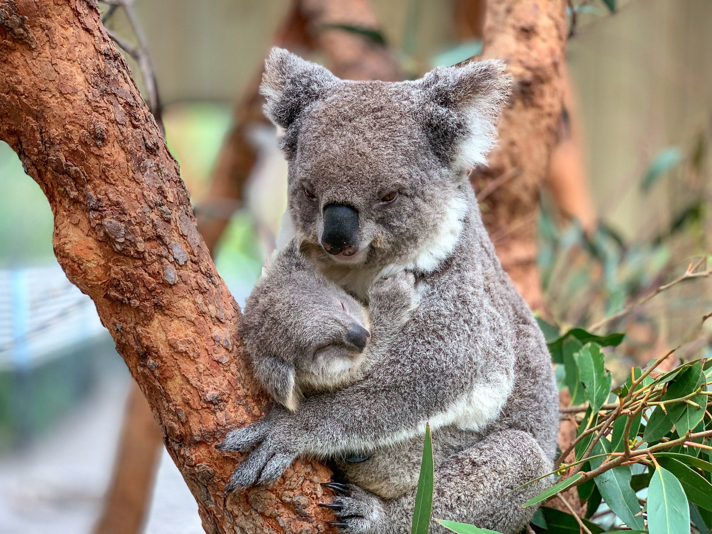 Koala with small joey