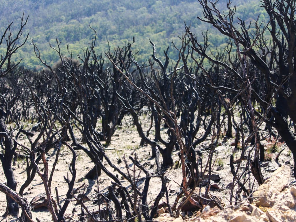 Forrest of burnt-out Banksia plant