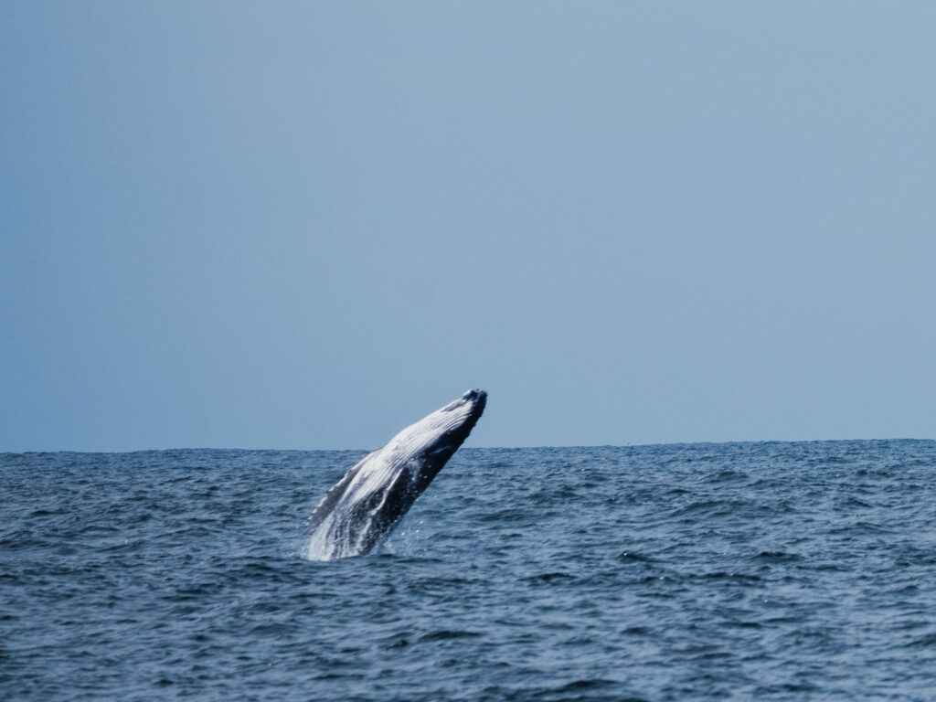 Whale breaching up above the waterline. Whale Watching