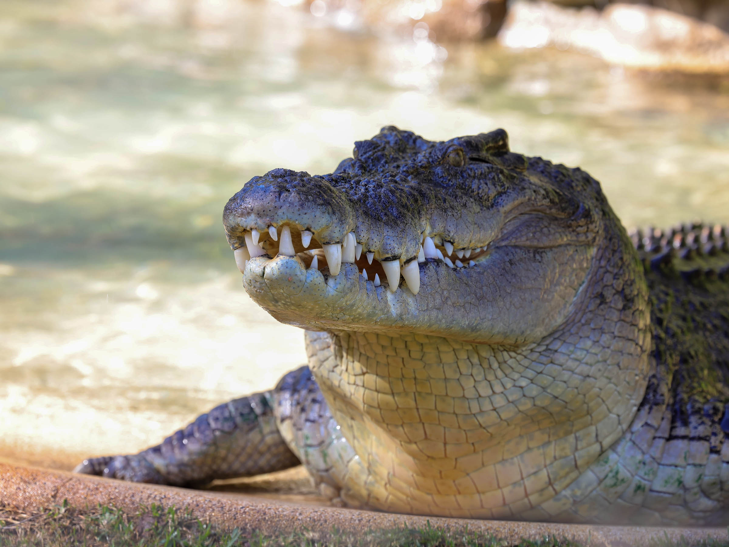 Crocodile